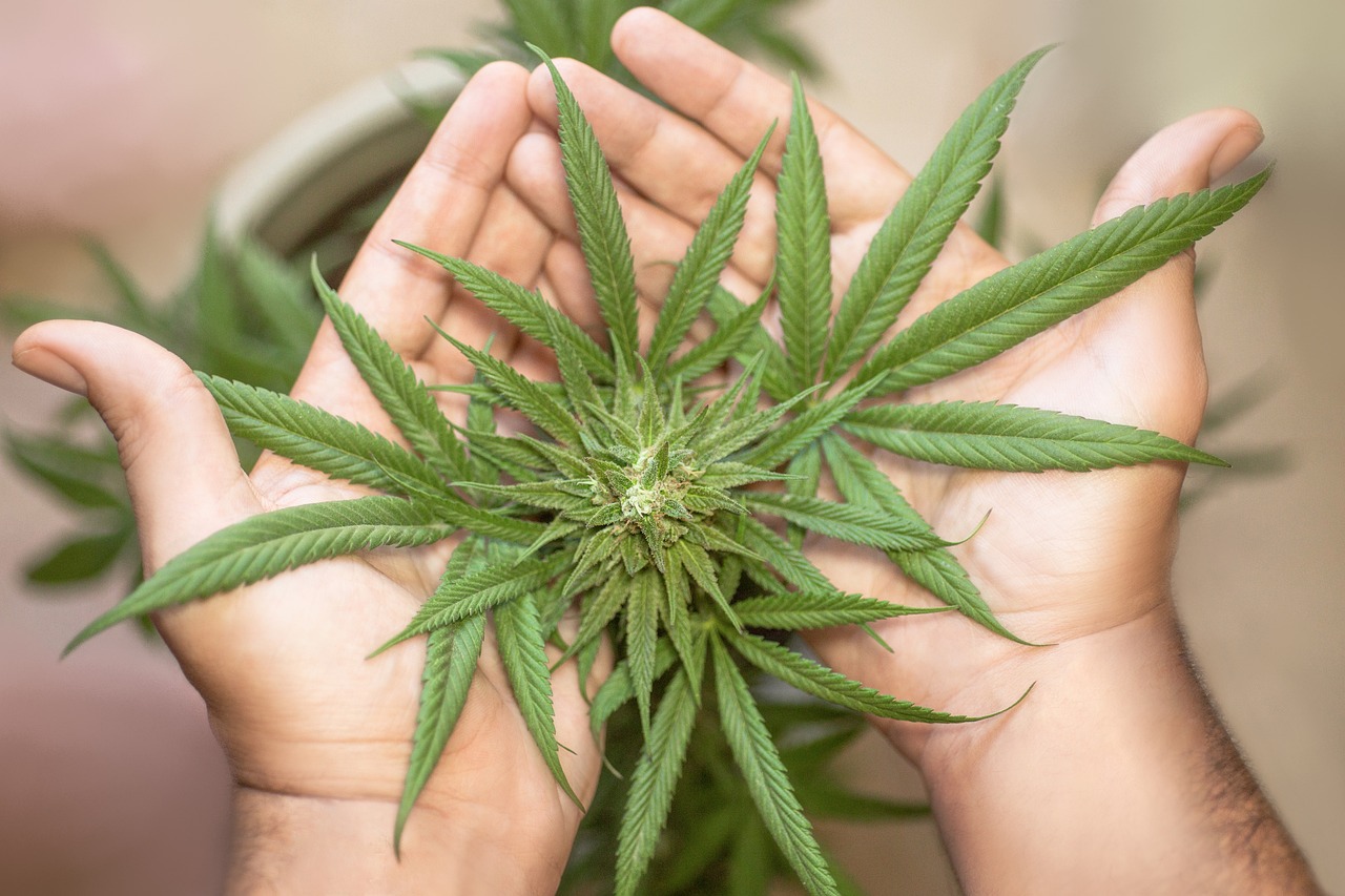 La cannabis non dà dipendenza?